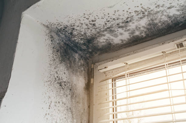 Affordable Mold Cleanup solutions in Roslyn Heights, NY